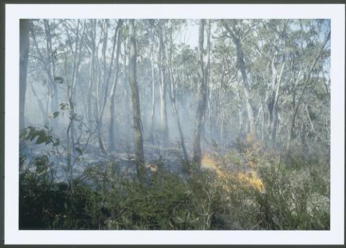 Mount Franklin Road backburn in snowgum woodland near Picadilly Circus, burning down slope to the west against freshening north-westerly winds, [17 January 2003] [picture] / Jeff Cutting