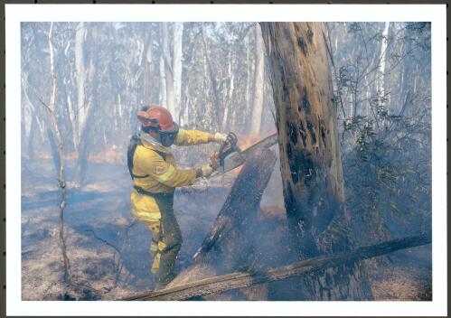 A chainsaw operator working with ACT Rivers Brigade cutting up burning logs during mopping up operations on the Mount Franklin Road backburn, [17 January 2003] [picture] / Jeff Cutting