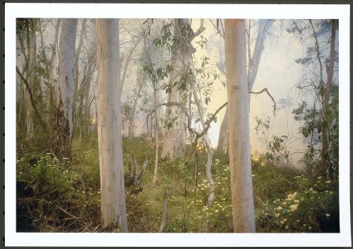 The border backburn on Bendora Hill moving down slope to the east in snowgum forest, 11th January 2003 [picture] / Jeff Cutting