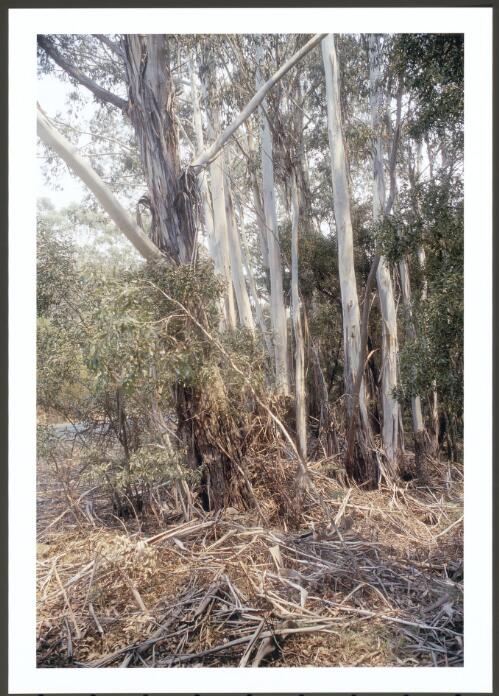 Heavy litter deposits under Ribbon Gums on the bank of Wombat Creek, adjacent to Brindabella Road in Uriarra Forest, [16 January 2003] [picture] / Jeff Cutting