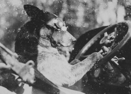 Francis Birtles' dog Dinkum behind the wheel of a car, Australia?, ca. 1924 [picture]