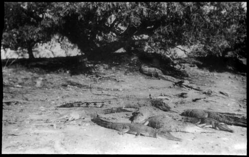 Crocodiles on the Bynoe River, Queensland, 1935 [picture]