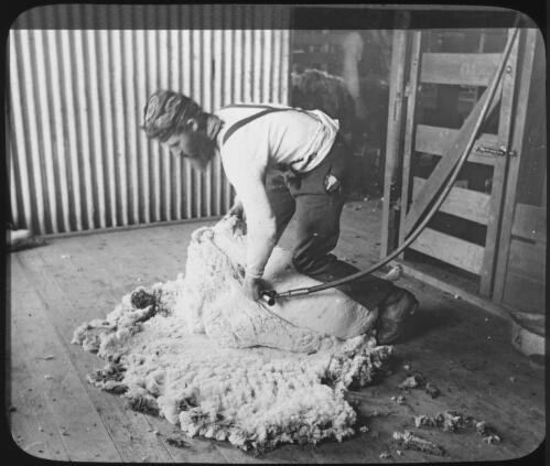 Shearer shearing a sheep's back with mechanical shears, Australia, ca. 1890 [transparency] / Charles Kerry