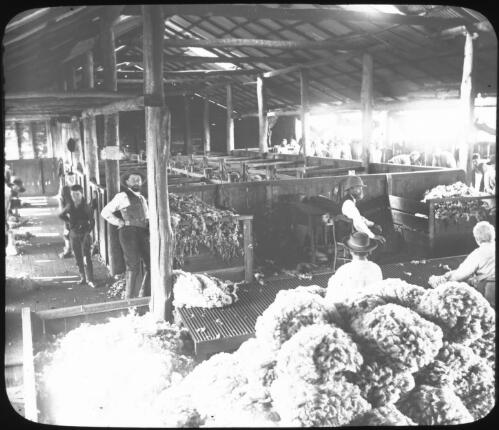 Interior of a shearing shed, with wool clips in the foreground and the shearers in the background, Australia, ca. 1886 [transparency] / Charles Kerry