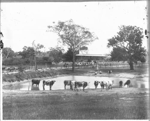 Cattle and people around a dam in front of farm buildings, Australia, ca. 1900 [transparency]