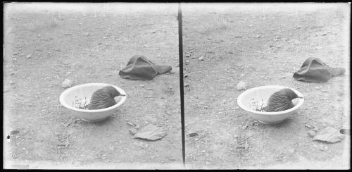 Echidna sitting in a basin, ca. 1913 [picture] / Thomas Griffith Taylor