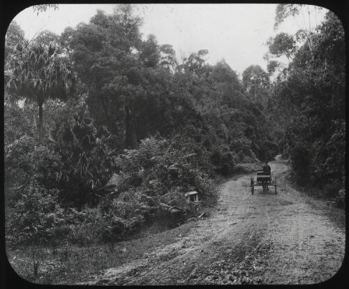 Bulli Pass, Illawarra, New South Wales, ca.1892 [transparency] / Fred Hardie
