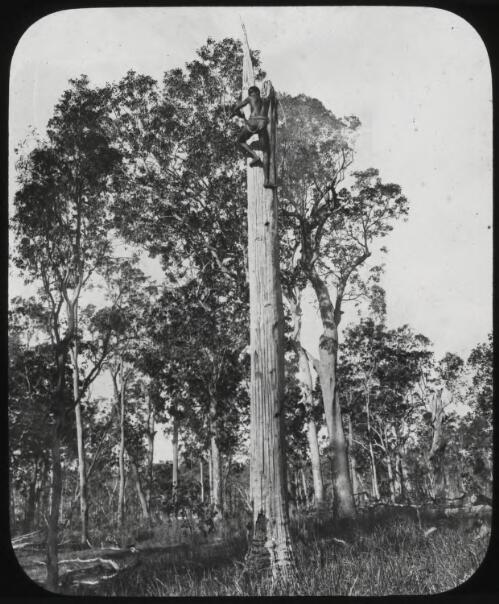 Aborigine harrying an opossum's nest, New South Wales, ca.1892 [transparency] / Fred Hardie
