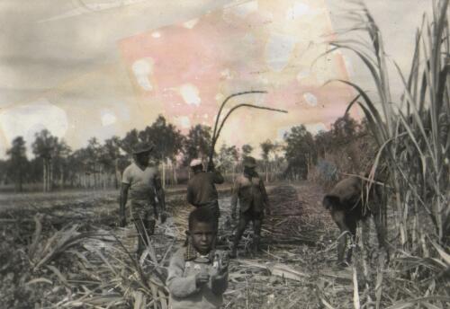 Torres Strait Islander cane cutting gang working in the cane fields,  Euramo, Queensland [picture]