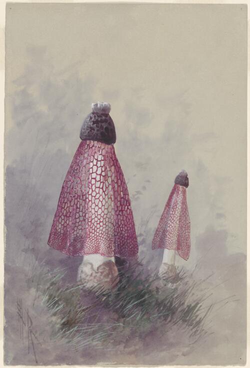 Collection of illustrations of netted stinkhorn fungi, Papua New Guinea, ca. 1916-1917 [picture] / Ellis Rowan