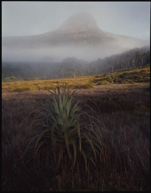 Morning mist, Barn Bluff, Cradle Mountain-Lake St Clair National Park, Tasmania, 1983, 2 [transparency] / Peter Dombrovskis