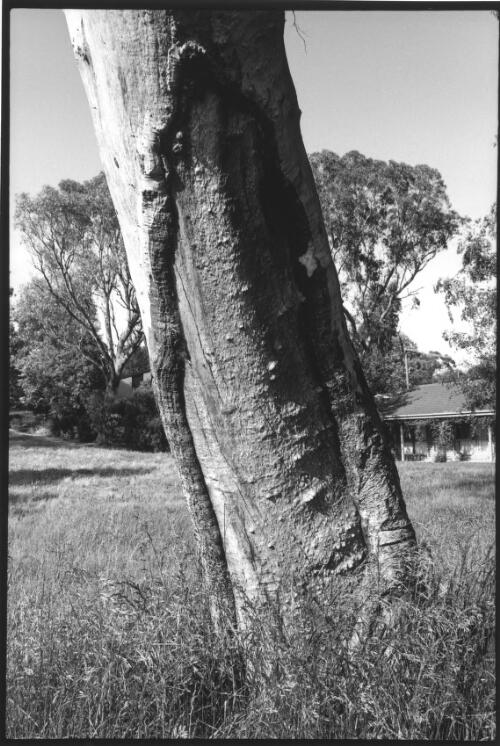Scarred tree, within parkland, south west of Wanniassa Hills Primary School, near Holden Crescent, Wanniassa, A.C.T., October, 1998 [picture] / Jon Rhodes