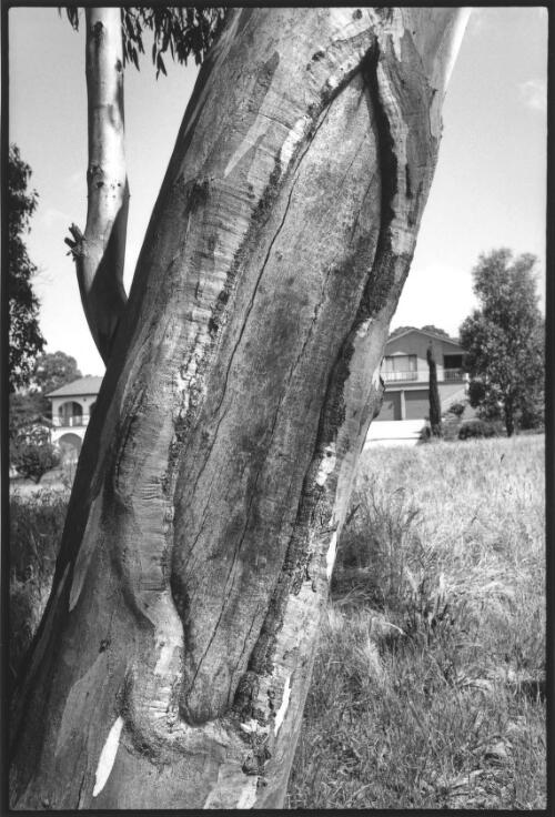 Scarred tree in parkland, west of Wanniassa Hills Pre-school, near the corner of Langdon Avenue and Billson Place, Wanniassa, A.C.T., October, 1998 [picture] / Jon Rhodes