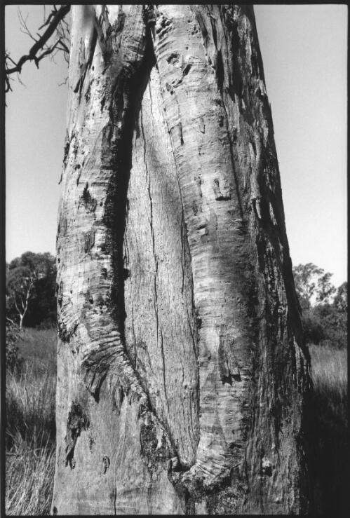 Scarred tree, Longmore Crescent, opposite Sterry Place, Wanniassa, A.C.T., October, 1998 [picture] / Jon Rhodes