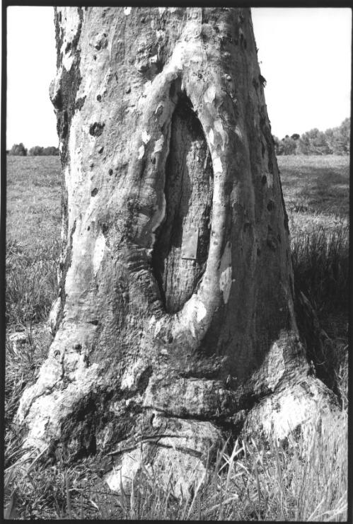 Scarred tree in Wheeler Crescent in the Wanniassa District Playing Fields, Wanniassa, A.C.T., October, 1998 [picture] / Jon Rhodes