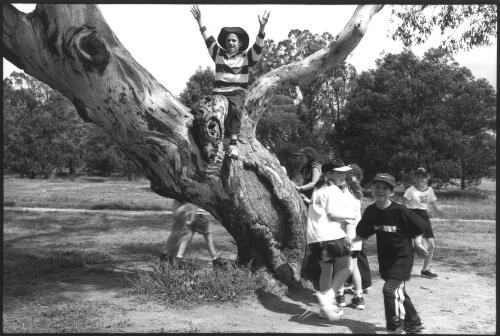 Scarred tree within the Wanniassa Hills Primary School playing area, (known to the children as the "Spook Tree"), Wanniassa, A.C.T., October, 1998 [picture] / Jon Rhodes