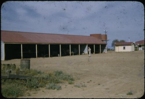 Man standing in front of a ten bay open sided farm shed [transparency] / Les McKay