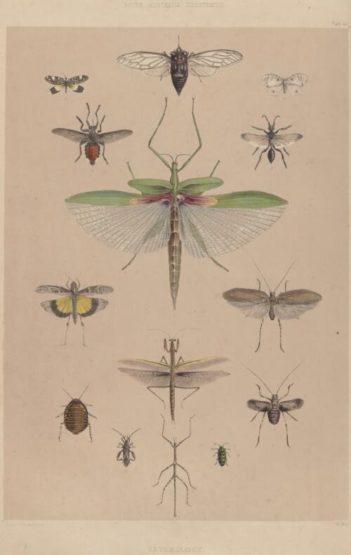 Entomology of South Australia / George French Angas; W. Wing