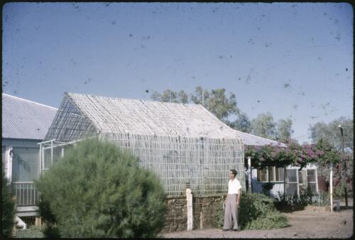 Bruce Patterson standing beside a home-made shadehouse, Rangelands Station, Winton, Queensland, 1964 [transparency] / Les McKay