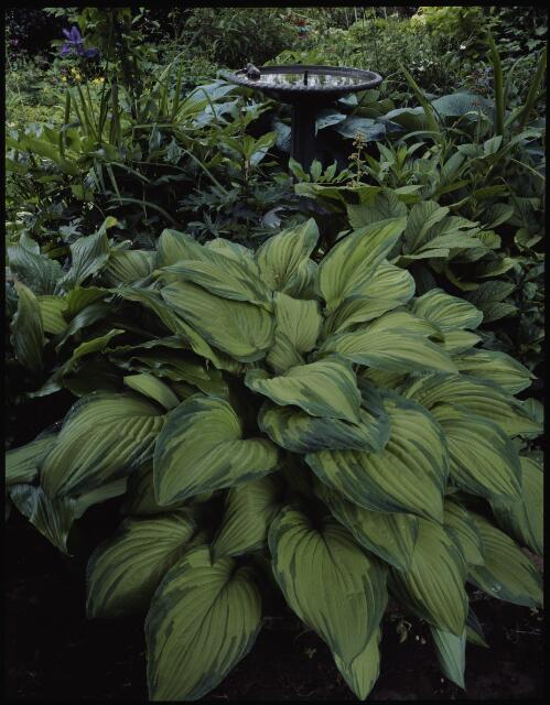 Hosta 'Ashfield', Sandy Bay garden, Hobart, Tasmania, 1994, 1 [transparency] / Peter Dombrovskis