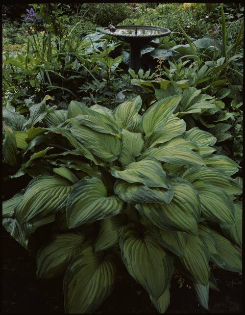 Hosta 'Ashfield', Sandy Bay garden, Hobart, Tasmania, 1994, 2 [transparency] / Peter Dombrovskis