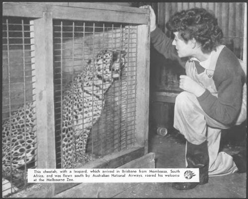 This cheetah, with a leopard, which arrived in Brisbane from Mombassa, South Africa, and was flown south by Australian National Airways, roared his welcome at the Melbourne Zoo [picture]