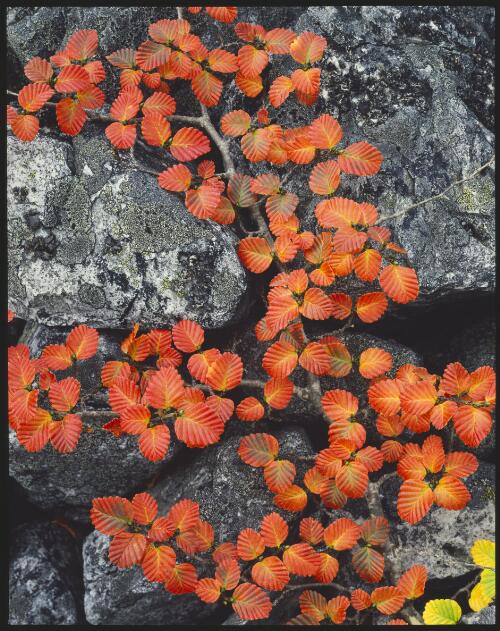 Red phase of deciduous beech, Nothofagus gunnii, Cradle Mountain, Tasmania, 1988 [transparency] / Peter Dombrovskis