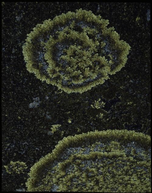 Crustose lichen, Tasmania, 1980? [transparency] / Peter Dombrovskis