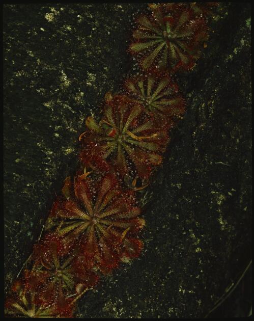 Drosera spathulata rosettes, Tasmania, 1985? [transparency] / Peter Dombrovskis