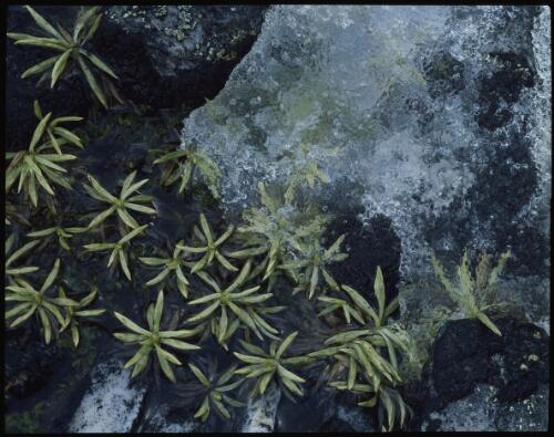 Celmisia saxifraga rosettes in ice, Tasmania, 1982?, 1 [transparency] / Peter Dombrovskis
