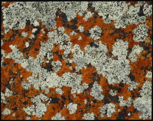 Crustose lichen detail, Tasmania, 1985? [transparency] / Peter Dombrovskis