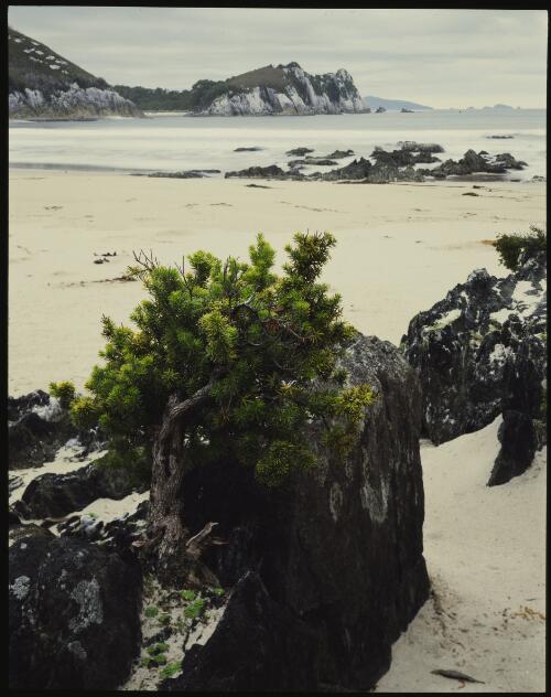 Cyathodes abietina, Ketchem Bay, southwest Tasmania, 1995?, 1 [transparency] / Peter Dombrovskis