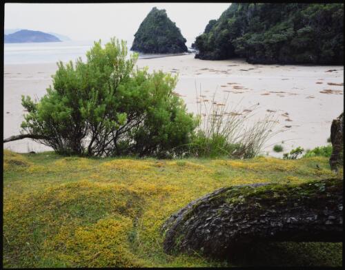 Leucopogon parviflorus and Isolepis nodosa, sphagnum moss as sands edge, south coast, Tasmania, 1985? [transparency] / Peter Dombrovskis
