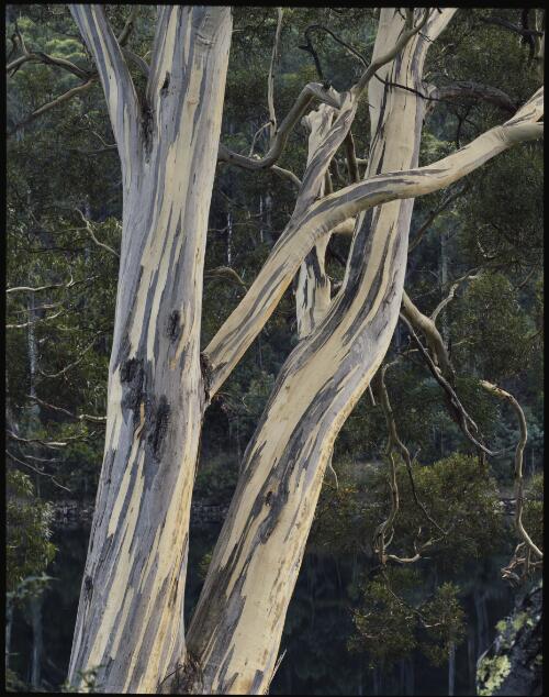 Eucalyptus pulchella, Waterworks Reserve, Hobart, Tasmania, 1989? [transparency] / Peter Dombrovskis