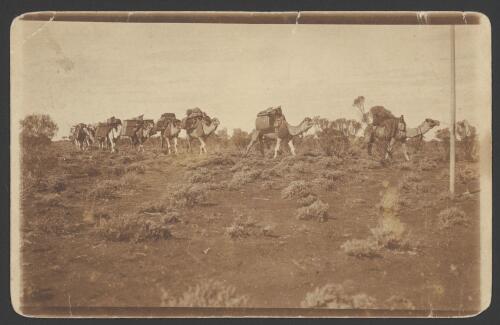 On the Transcontinental route about 166 miles, Mulga in near distance, saltbush in foreground, [1914]