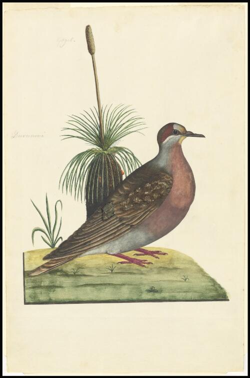 [Common bronzewing (Phaps chalcoptera)] [picture] / [George Raper]