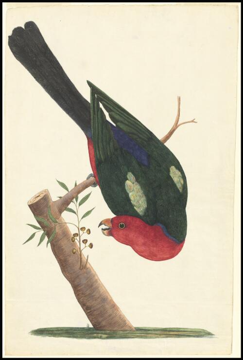 [King parrot (Alisterus scapularis)] [picture] / [George Raper]