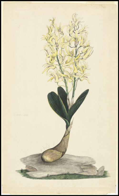 [Rock lily (Dendrobium speciosum)] [picture] / [George Raper]