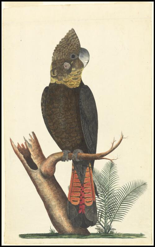 [Glossy black cockatoo (Calyptorhynchus lathami)] [picture] / [George Raper]