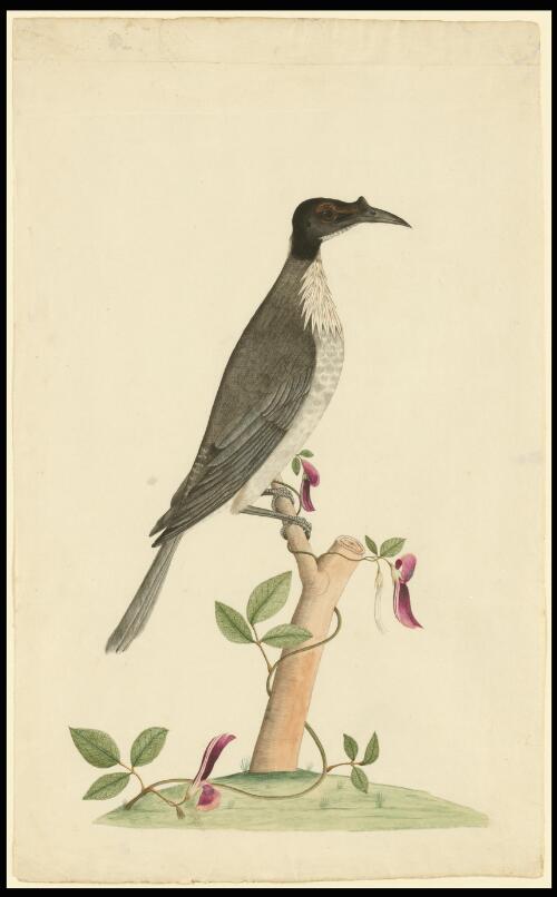 [Noisy friarbird (Philemon corniculatus)] [picture] / [George Raper]