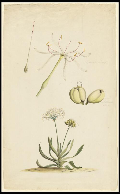 [Swamp lily (Crinum pedunculatum)] [picture] / [George Raper]