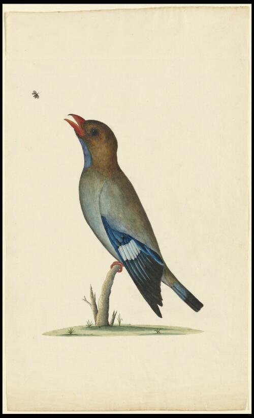 [Dollarbird (Eurystomus orientalis)] [picture] / [George Raper]
