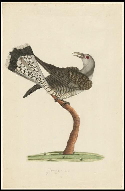 [Channel-billed cuckoo (Scythrops novaehollandiae)] [picture] / [George Raper]