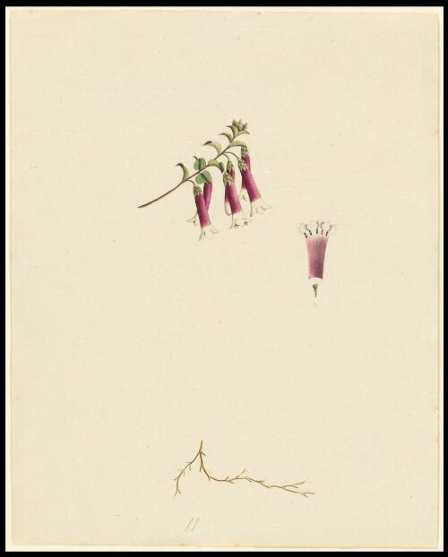 [Native Fuchsia (Epacris longiflora)] [picture] / [George Raper]