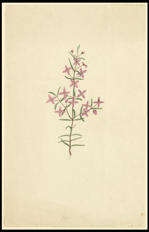 [Showy boronia (Boronia ledifolia)] [picture] / [George Raper]