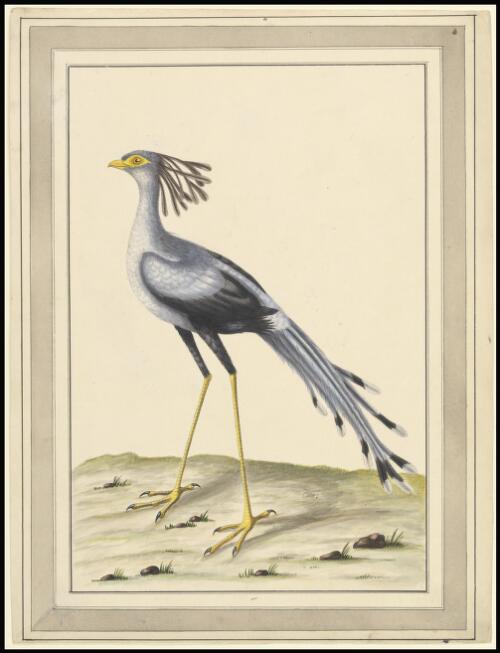 Secretary bird (Sagittarius serpentarius) [picture] / William Hayes