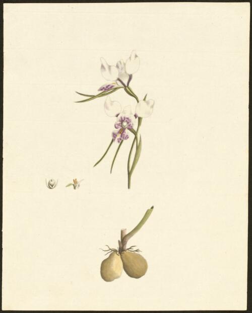[Purple Donkey-orchid (Diuris punctata)] [picture] / [George Raper]