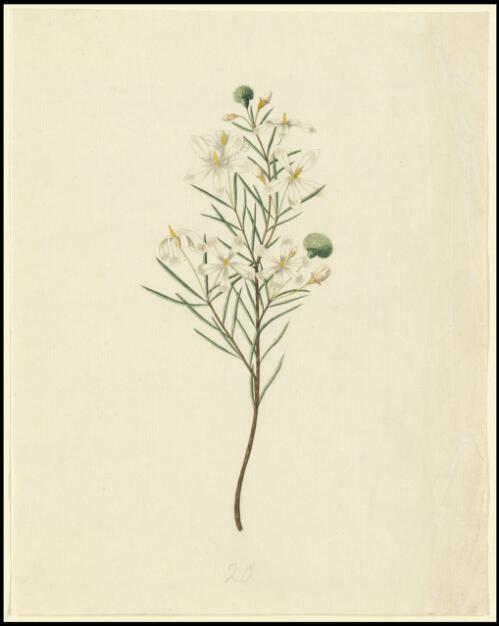 [Wedding bush or native clematis (Ricinocarpos pinifolius)] [picture] / [George Raper]