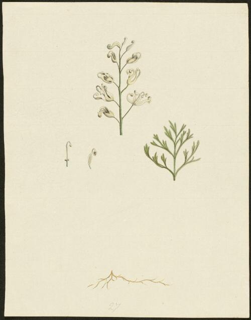 [Wild parsley or crinkle bush (Lomatia silaifolia)] [picture] / [George Raper]