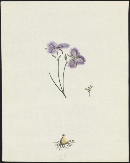 [Fringe lily (Thysanotus tuberosus)] [picture] / [George Raper]